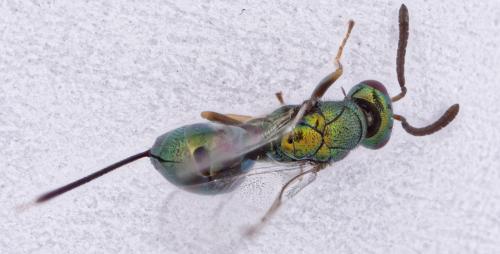 Torymus sp.